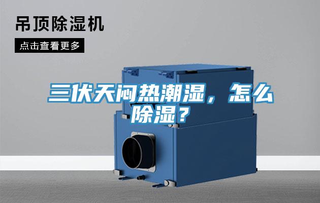 三伏天悶熱潮濕，怎么除濕？