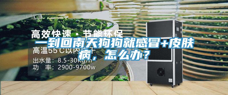 一到回南天狗狗就感冒+皮膚病，怎么辦？