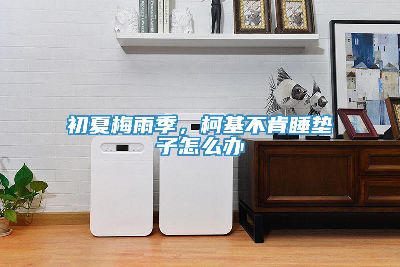 初夏梅雨季，柯基不肯睡墊子怎么辦