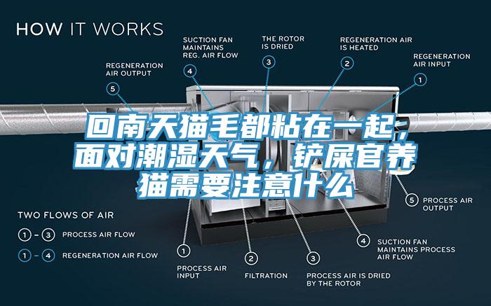 回南天貓毛都粘在一起，面對(duì)潮濕天氣，鏟屎官養(yǎng)貓需要注意什么