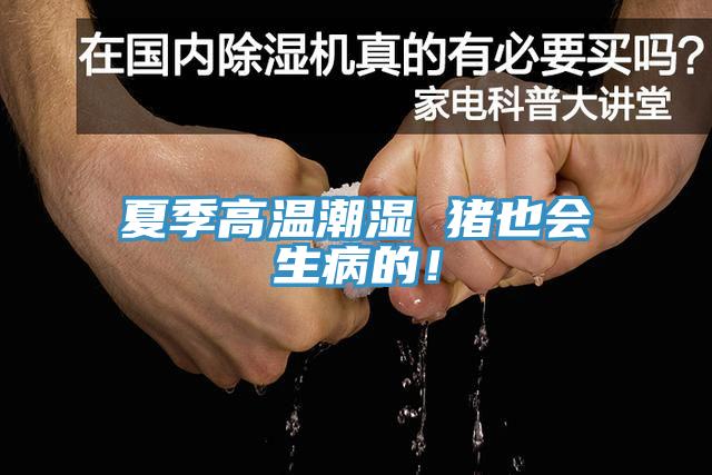 夏季高溫潮濕 豬也會生病的！