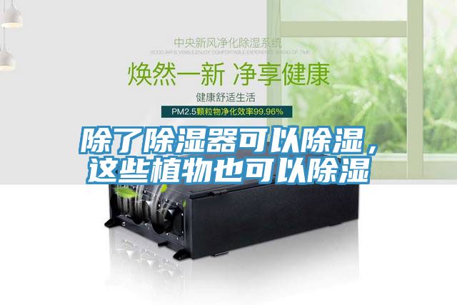 除了除濕器可以除濕，這些植物也可以除濕